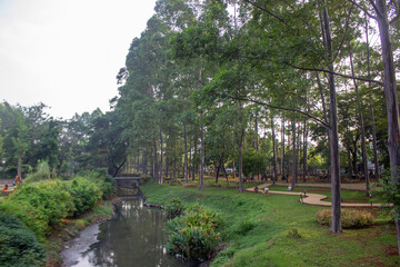 portrait of urban forest, park, garden in the morning with big tree and river as flood and pollution prevention