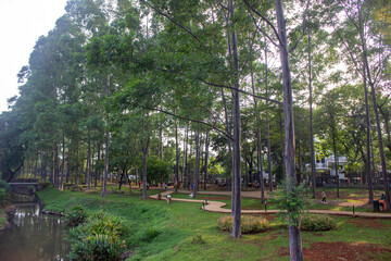 portrait of urban forest, park, garden in the morning with big tree and river as flood and pollution prevention