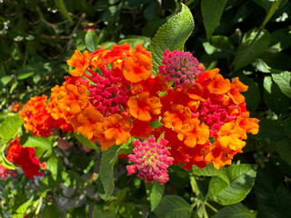 Lantana camara Shrub Verbena, red yellow sage flowering plant.
