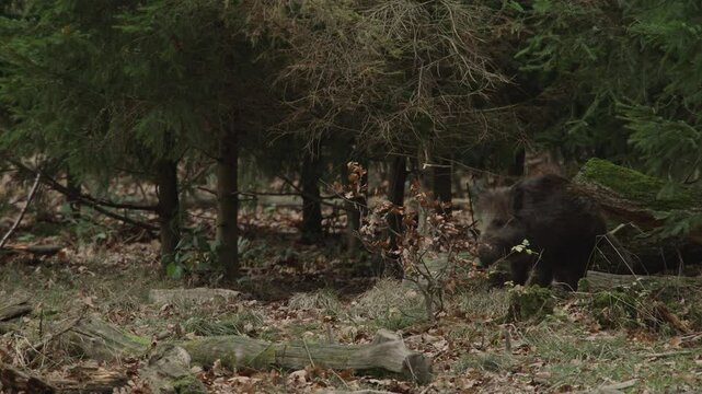 injured wild boar walks limping through the forest