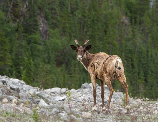 Beautiful female Caribou in the Canada Alaska Highway.  Northern British Columbia, jasper, Banff, Calgary, Alberta
