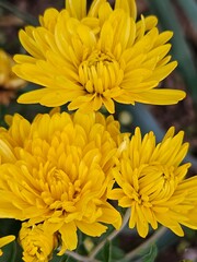 Chrysanthemum, beautiful botanical, flowers, wallpaper. seasonal bouquet with yellow Chrysanthemum flowers and green leaves
