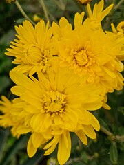 Chrysanthemum, beautiful botanical, flowers, wallpaper. seasonal bouquet with yellow Chrysanthemum flowers and green leaves