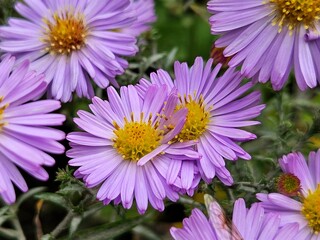 Obraz premium The last ones autumn flowers in the garden of the aster alpinus (