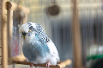 Blue and white budgerigar. Pets concept and domestic birds.