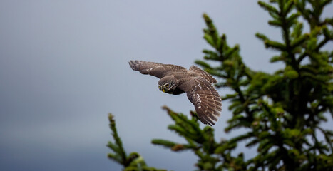 Glaucidium passerinum it flies off the top of a tree and hunts for prey.