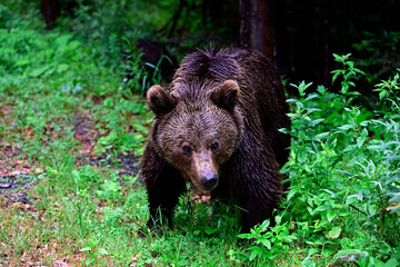 European brown bear - Carpathians, Romania // Europäischer Braunbär (Ursus arctos arctos) - Karpaten, Rumänien © bennytrapp