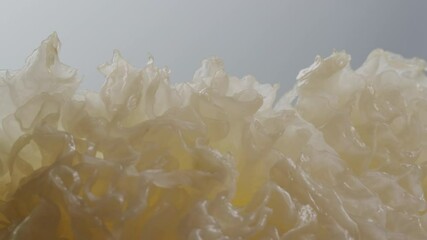 Tremella fermented salted Jamur salju or snow fungus, white colored fungi for food and medicine, popular in China and also Chinese cuisine. 