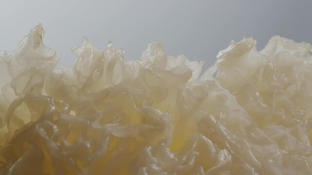 Tremella fermented salted Jamur salju or snow fungus, white colored fungi for food and medicine, popular in China and also Chinese cuisine. 