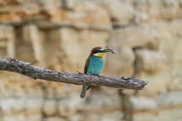 The European bee-eater, one of the most beautifully colored migratory birds that visits us in Europe.