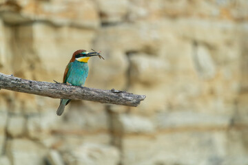 The European bee-eater, one of the most beautifully colored migratory birds that visits us in Europe.