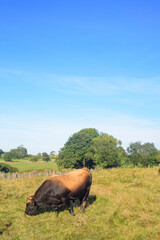 Toro negro y marrón en pradera de Asturias