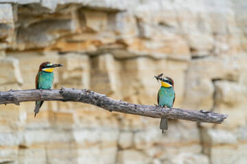 The European bee-eater, one of the most beautifully colored migratory birds that visits us in Europe.