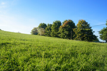 Obraz premium Arboles y ladera verde en Asturias