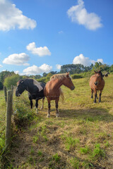 Obraz premium Caballos en pradera de hierba y cielo azul 