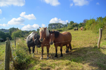 Caballos en pradera de hierba y cielo azul 