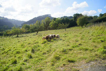 Ovejas en pradera de Asturias