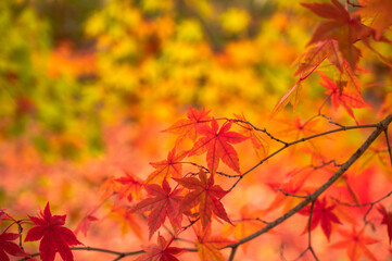紅葉したモミジに葉