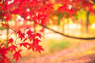 垂れ下がるモミジの紅葉