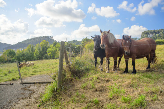 Caballos y ovejas en praderas cercadas de Asturias