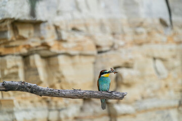 The European bee-eater, one of the most beautifully colored migratory birds that visits us in Europe.