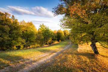 Autumn landscape in central Slovakia. Autumn landscape. Fall scenery with colored trees and leafs. Field road in the middle of autumn forest