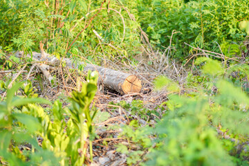 Selective focus on wood that has been cut and dried