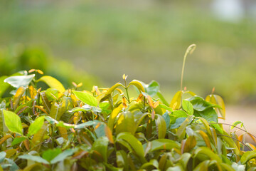Selectively focus on young leaves that grow well.