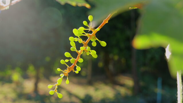 Close-up of young grapevine with small green grapes in sunlit vineyard, representing growth and nature.