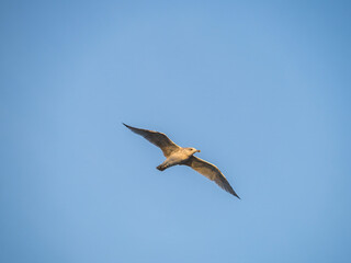Common gull flying on the sky