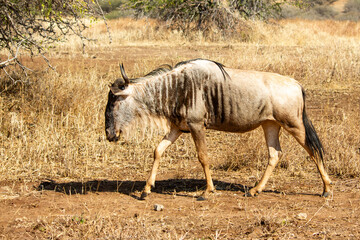 A lone common wildebeest walking in Tarangire National Park
