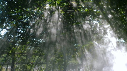 Sunlight filtering through misty greenhouse, creating serene and tranquil atmosphere. Nature and Tranquility.