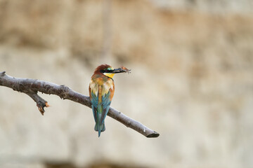 The European bee-eater, one of the most beautifully colored migratory birds that visits us in Europe.