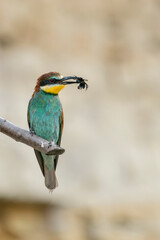 The European bee-eater, one of the most beautifully colored migratory birds that visits us in Europe.