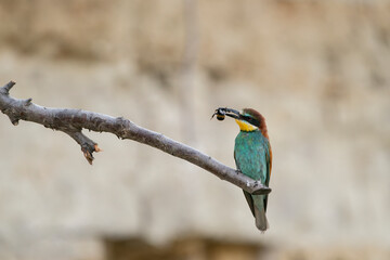 The European bee-eater, one of the most beautifully colored migratory birds that visits us in Europe.