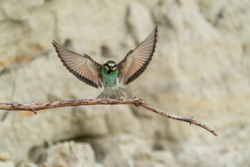 The European bee-eater, one of the most beautifully colored migratory birds that visits us in...
