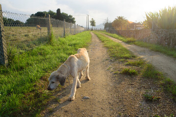 Perro flaco en camino rural