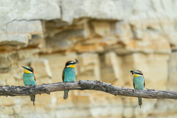 The European bee-eater, one of the most beautifully colored migratory birds that visits us in Europe.