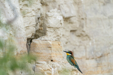 The European bee-eater, one of the most beautifully colored migratory birds that visits us in...