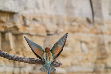 The European bee-eater, one of the most beautifully colored migratory birds that visits us in...