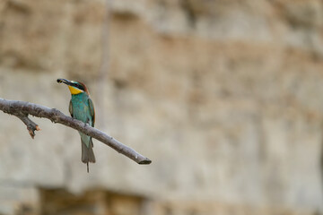 The European bee-eater, one of the most beautifully colored migratory birds that visits us in Europe.