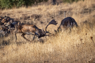 Two fallow deer in their natural environment.