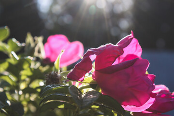 Fototapete bei efototapeten.de bestellen   