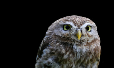 owl typical nocturnal bird of prey with very large eyes  on black background