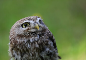 Portrait of a young owl with surprisingly large eyes