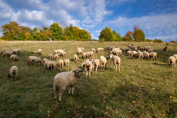 Autumn landscape in central Slovakia with sheep. Autumn landscape. Fall scenery with colored trees and leafs. Lamb and sheep on the pasture near autumn forest.