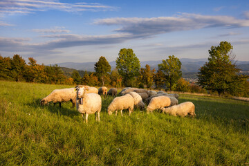 Autumn landscape. Fall scenery with colored trees and leafs. Lamb and sheep on the pasture near autumn forest.