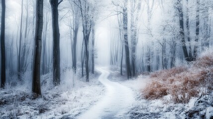 Fototapeta premium Frost blankets the trees in a quiet forest, creating a magical atmosphere. A winding path meanders through the soft snow, inviting exploration in this winter wonderland