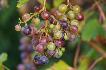 späsommer im westfälischen Weseke