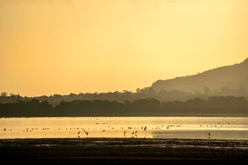 Herbstzauber am Stausee Kelbra (Thüringen, Deutschland). Die aufgehende Sonne taucht den See in ein goldenes Licht.. Erste Kraniche und andere Vögel sammeln sich zum Vogelzug gen Süden.